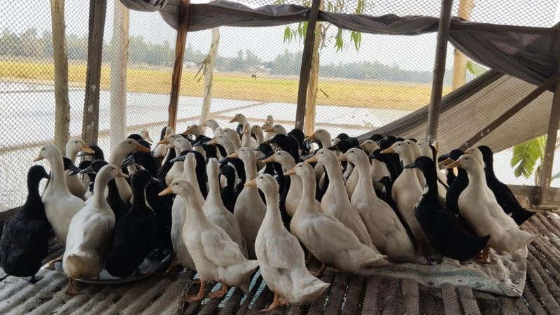 বছরে ২৩০টি ডিম দেয় নতুন জাতের ‘বাউ ডাক’